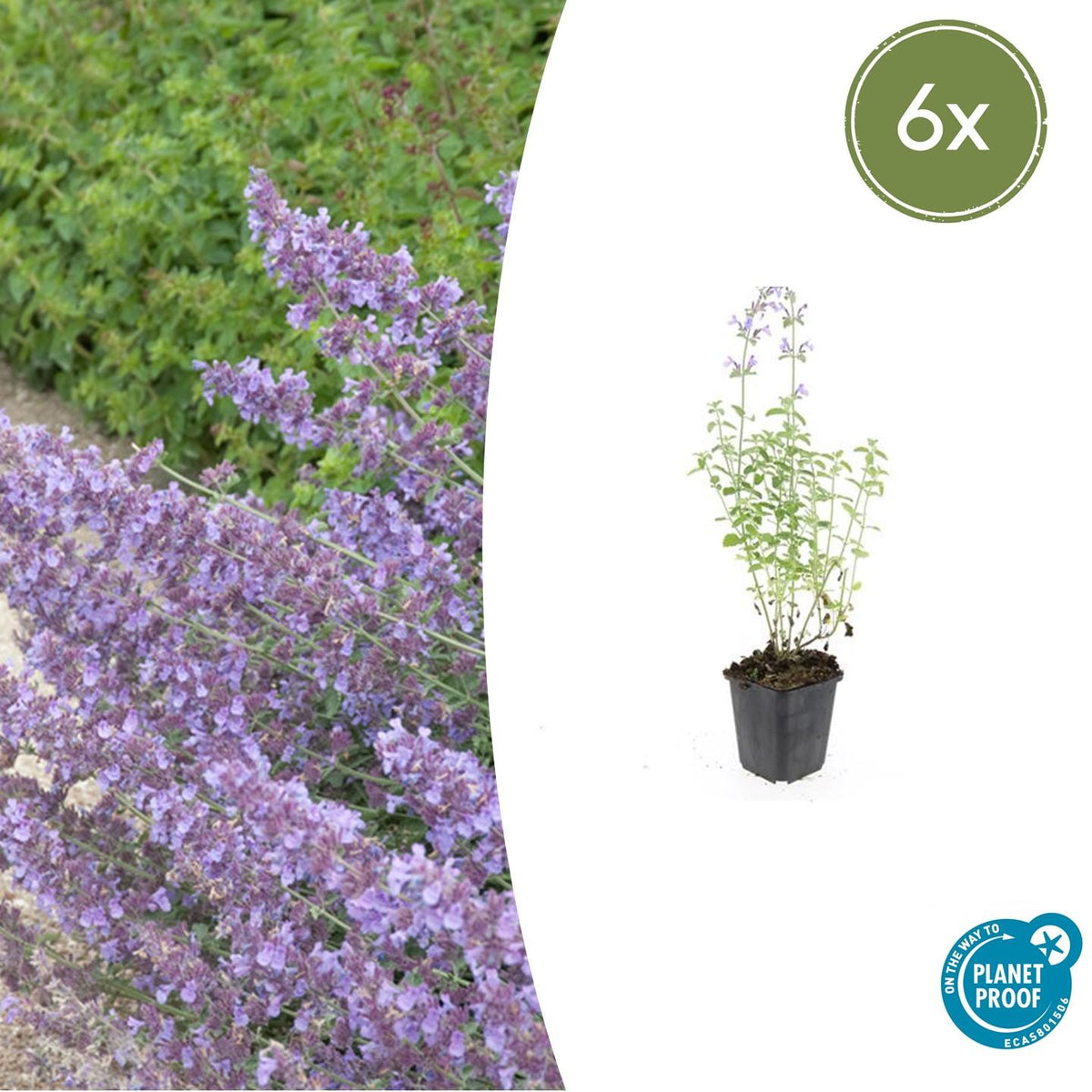 Kattenkruid 'Walker's Low' (Nepeta)