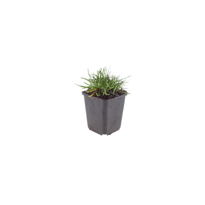 Engels gras 'Splendens' - set van 6 – voor tuin & terras