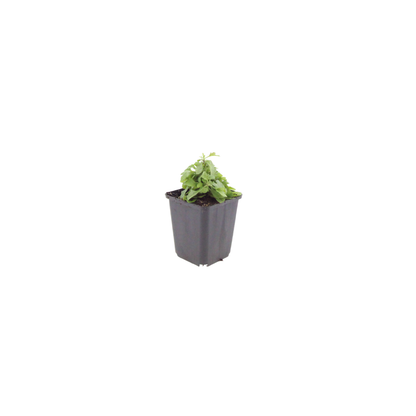 Mexicaans madeliefje (Erigeron) - set van 6 – voor tuin & terras