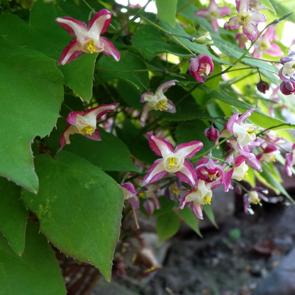 Elfenbloem (Epimedium rubrum) - set van 6 – voor tuin & terras