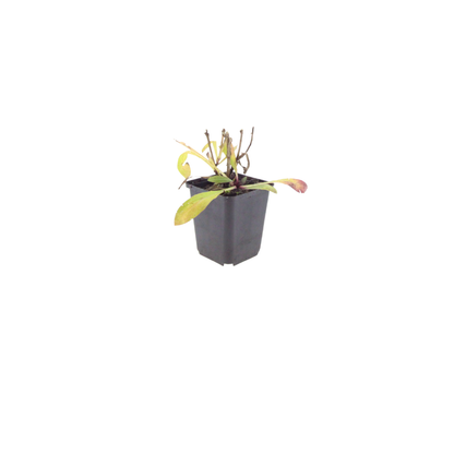 Zonnekruid 'Moerheim Beauty' - set van 6 – voor tuin & terras