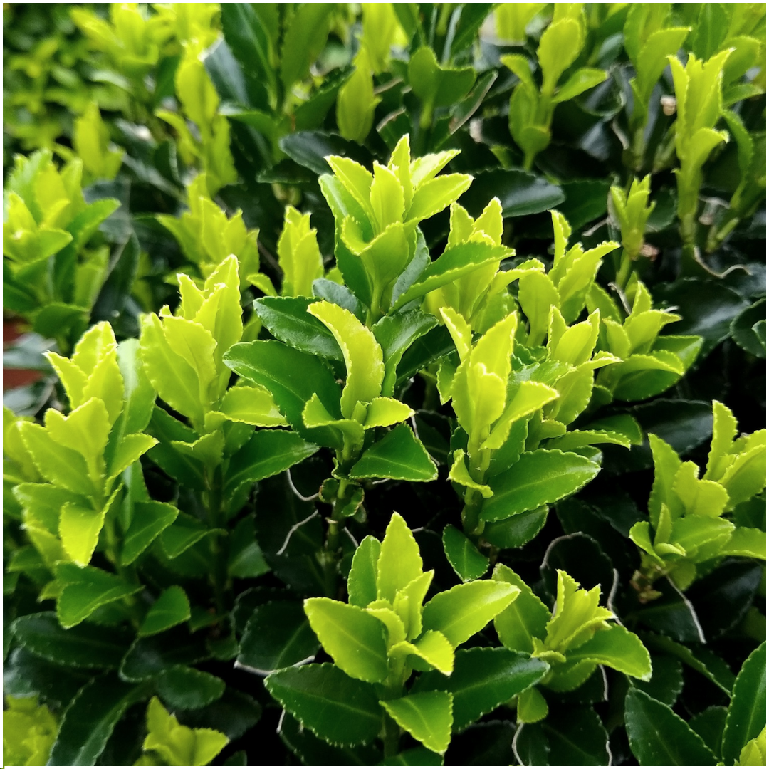 Euonymus 'Green Spire' - set van 48 – voor een haag