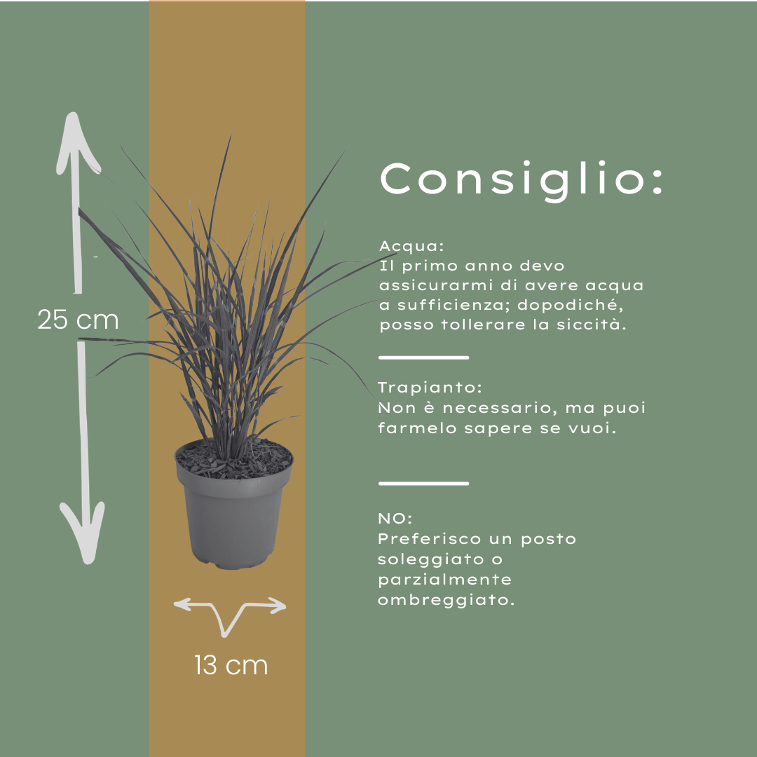 Prachtriet 'Zebrinus' (zebragras) - set van 3 – voor tuin & terras
