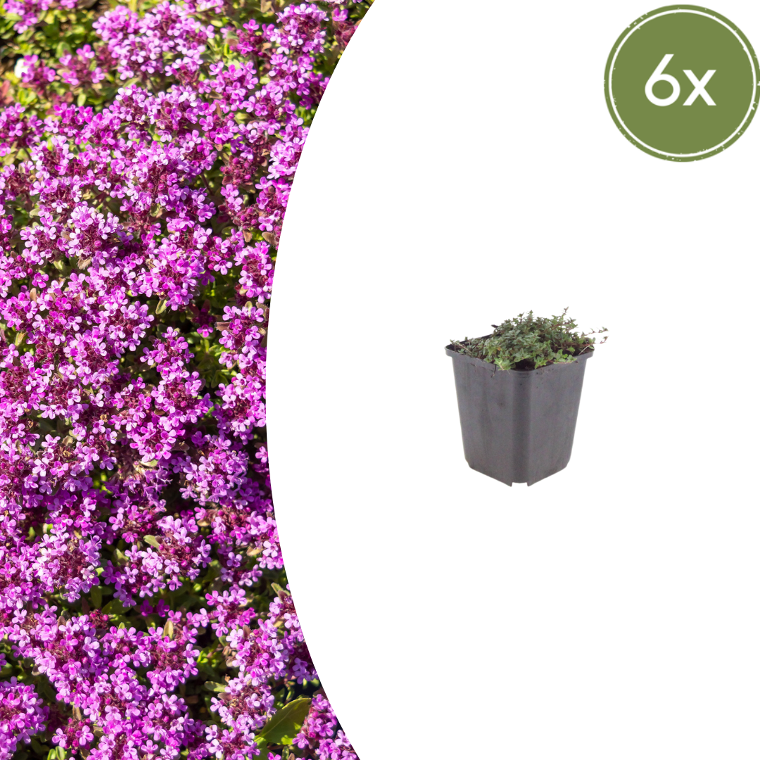 Kruiptijm 'Coccineus' - set van 6 – voor tuin & terras