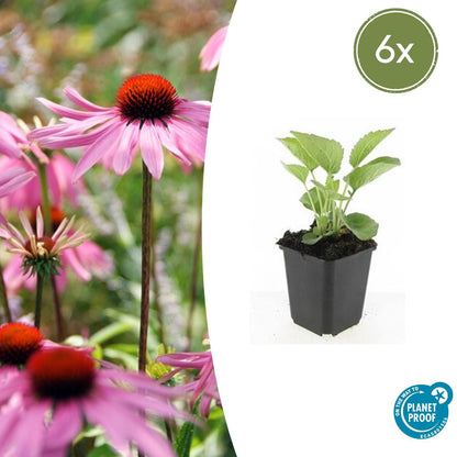Zonnehoed 'Magnus' (Echinacea)