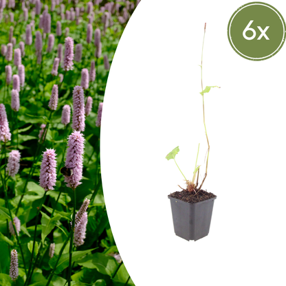 Duizendknoop 'Superba' - set van 6 – voor tuin & terras