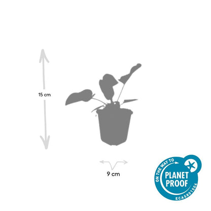 Brandkruid (Phlomis russeliana) - set van 6 – voor tuin & terras