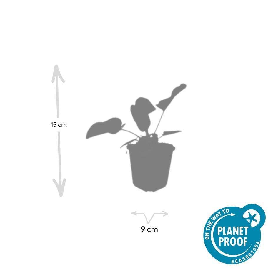 Brandkruid (Phlomis russeliana) - set van 6 – voor tuin & terras