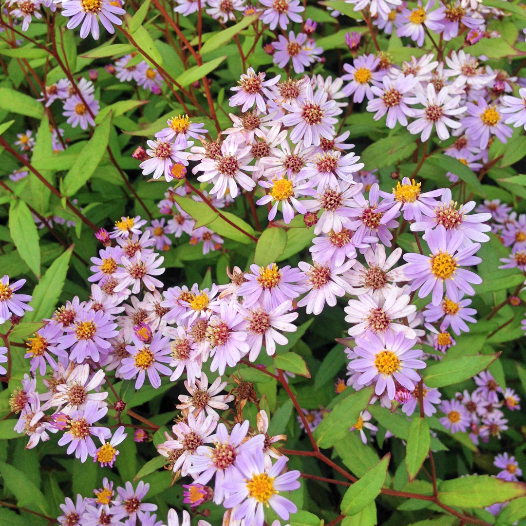 Zomeraster 'Blue Star' - set van 6 – voor tuin & terras