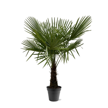 Waaierpalm Trachycarpus 160-180 cm