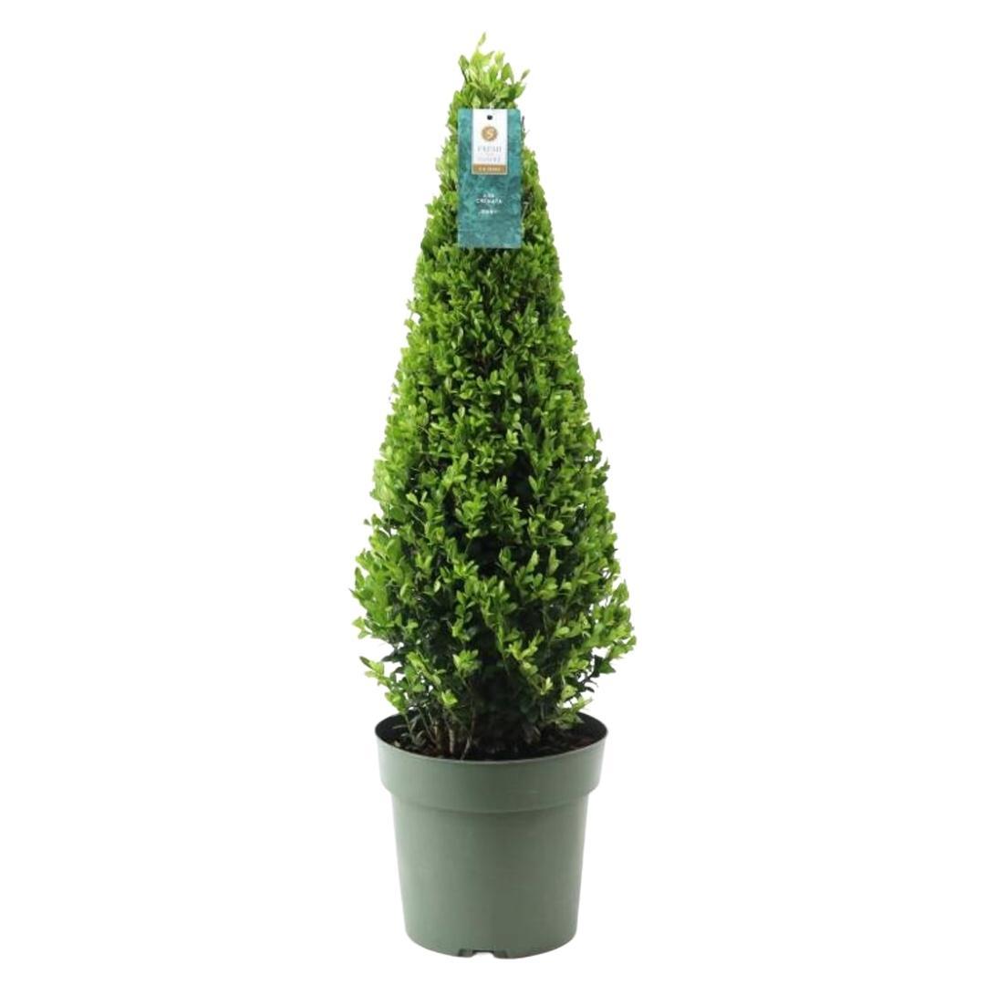 Hulst piramide (Ilex crenata) 55 cm – voor tuin & terras