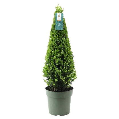 Hulst piramide (Ilex crenata) 55 cm – voor tuin & terras