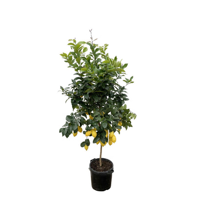 Citroenboom 200 cm