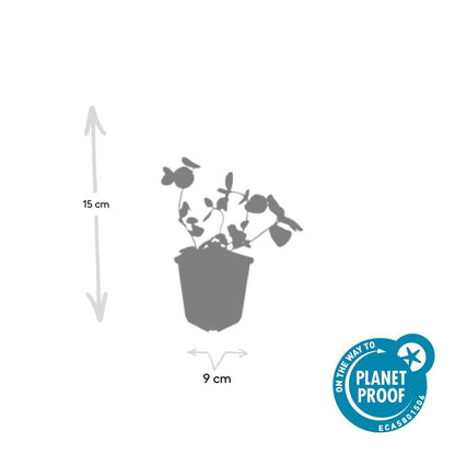 Grote maagdenpalm (Vinca major) - set van 6 – voor tuin & terras