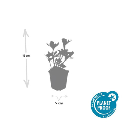 Schaduwkruid 'Variegata' - set van 6 – voor tuin & terras