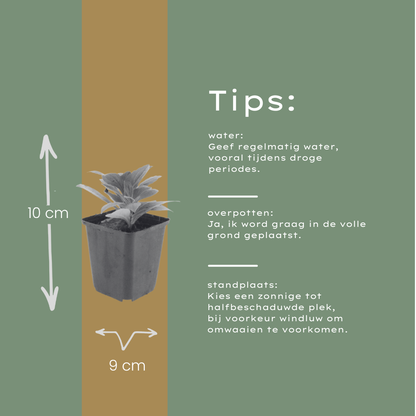 Aster 'Mönch' - set van 6 – voor tuin & terras