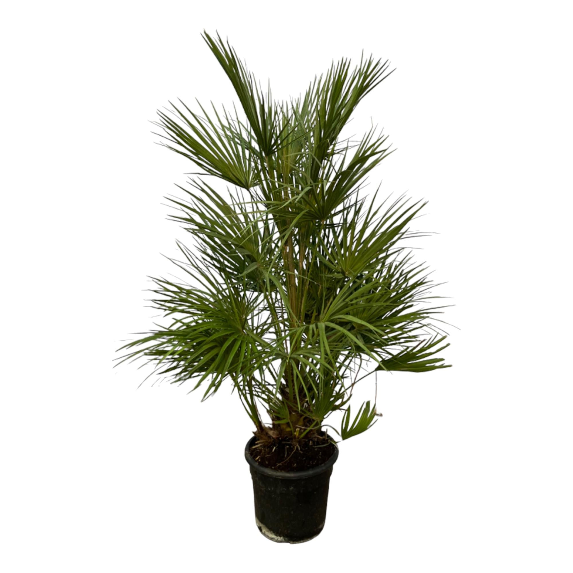 Chamaerops Humilis — Europese waaierpalm 130 cm