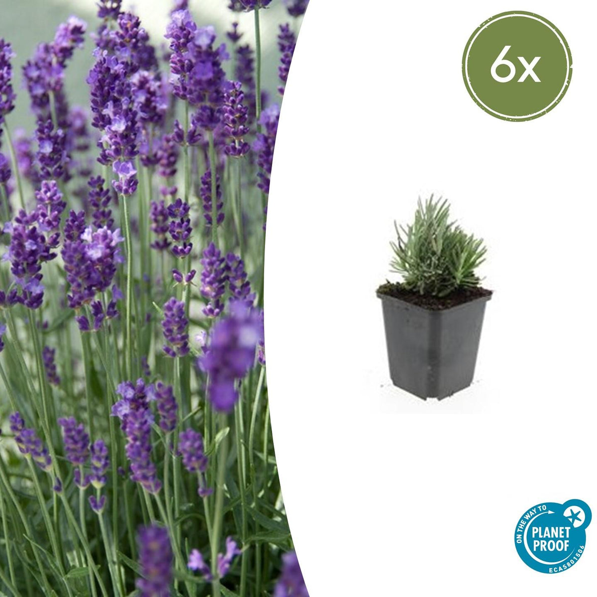 Lavendel 'Dwarf Blue' - set van 6 – voor tuin & terras