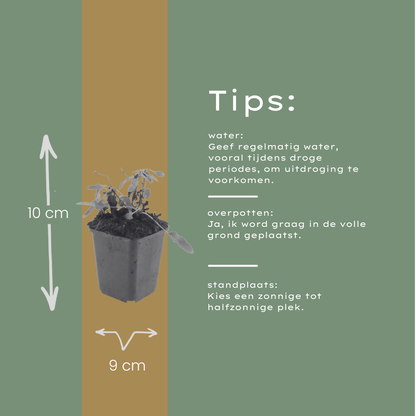 Siersalie 'Schneehugel' - set van 6 – voor tuin & terras