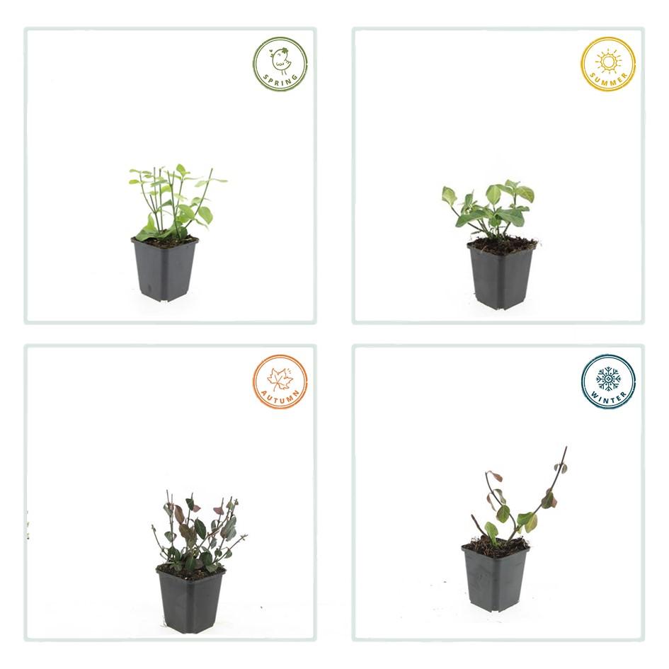 Kardinaalsmuts 'Dart's Blanket' - set van 6 – voor tuin & terras