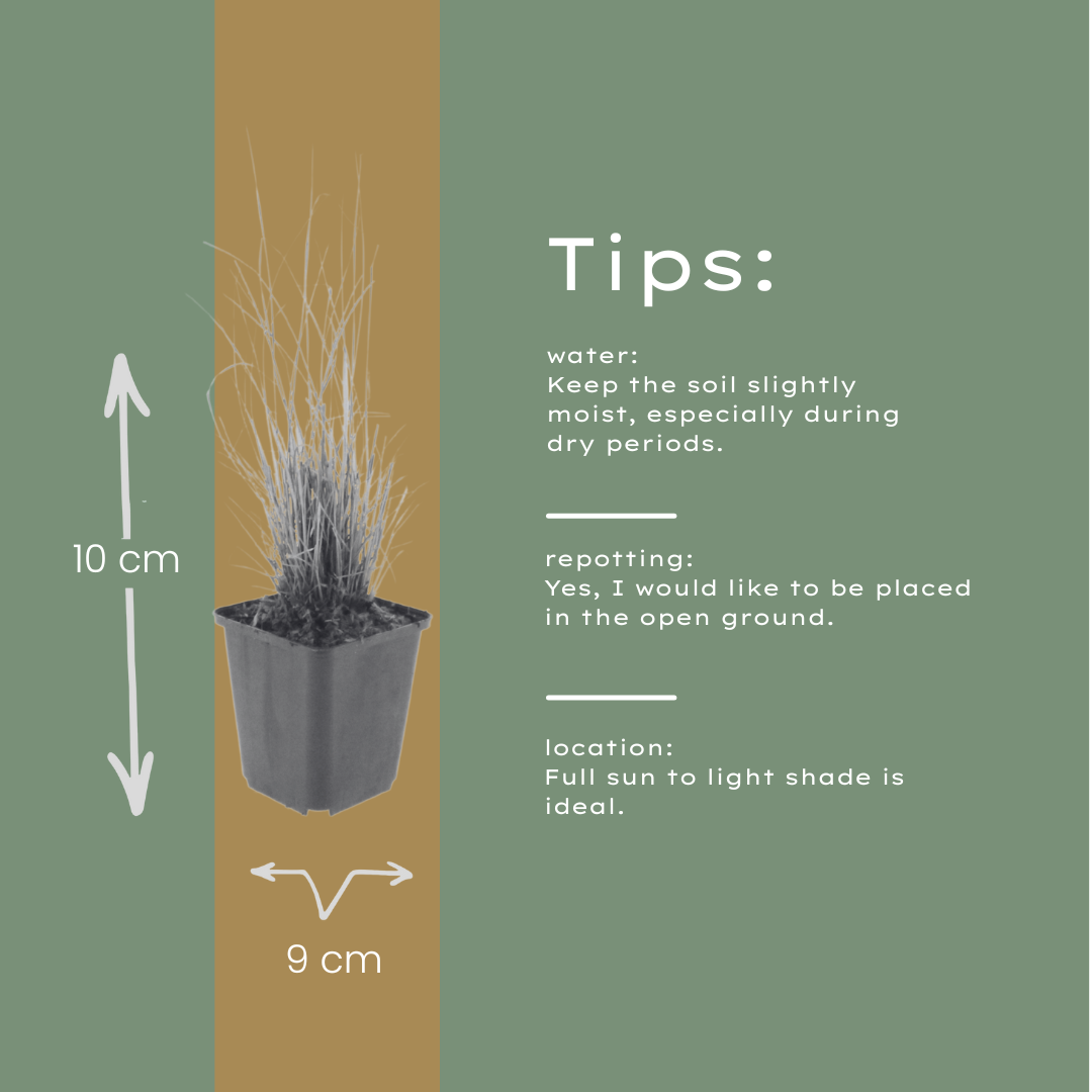 Diamantgras - set van 6 – voor tuin & terras