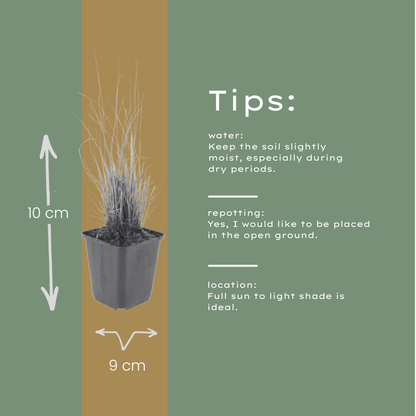 Diamantgras - set van 6 – voor tuin & terras