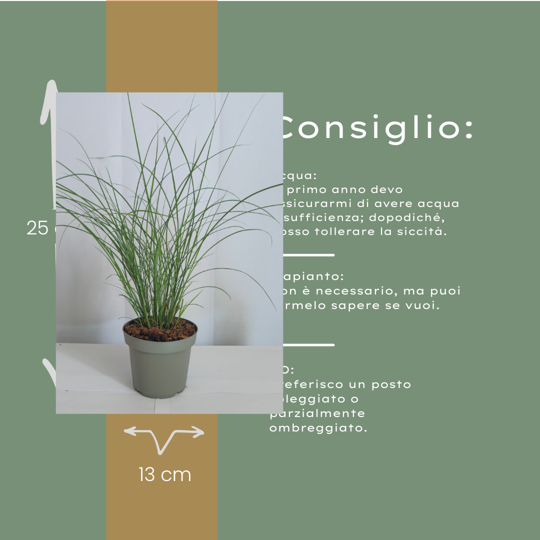 Prachtriet 'Gracillimus' - set van 3 – voor tuin & terras
