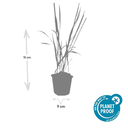 Japans bloedgras 'Red Baron' - set van 6 – voor tuin & terras