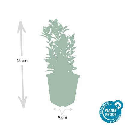 Kardinaalsmuts 'Green Spire' - set van 6 – voor tuin & terras