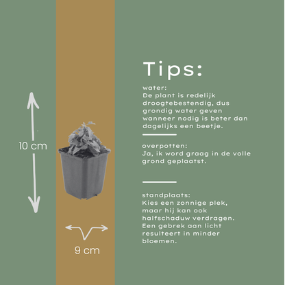 Mexicaans madeliefje (Erigeron) - set van 12 – voor tuin & terras