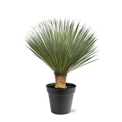 Yucca rostrata 100-120 cm in pot op witte achtergrond