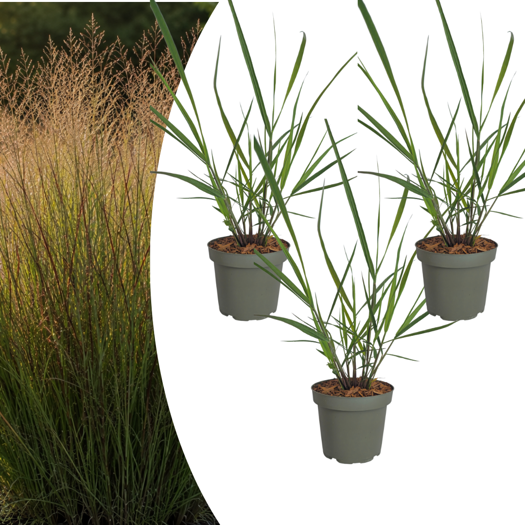 Vingergras 'Rotstrahlbusch' - set van 3 – voor tuin & terras
