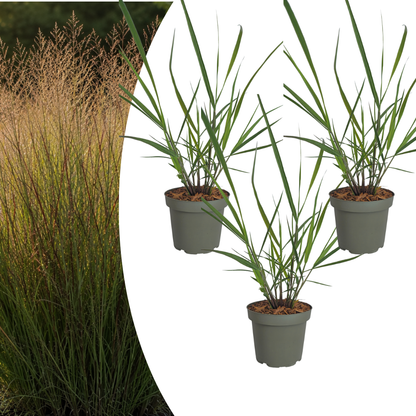 Vingergras 'Rotstrahlbusch' - set van 3 – voor tuin & terras