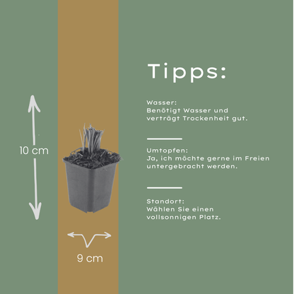Liatris spicata - set van 6 – voor tuin & terras