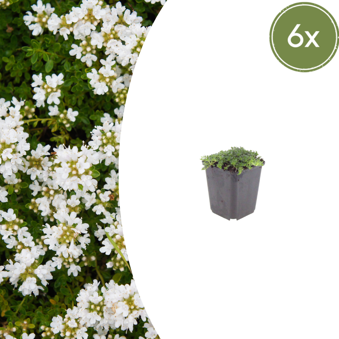 Kruiptijm 'Albiflorus' - set van 6 – voor tuin & terras