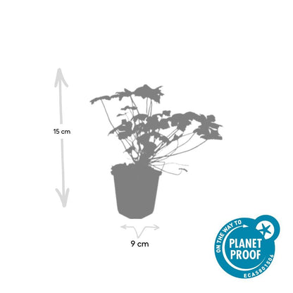 Ooievaarsbek 'Tiny Monster' - set van 6 – voor tuin & terras