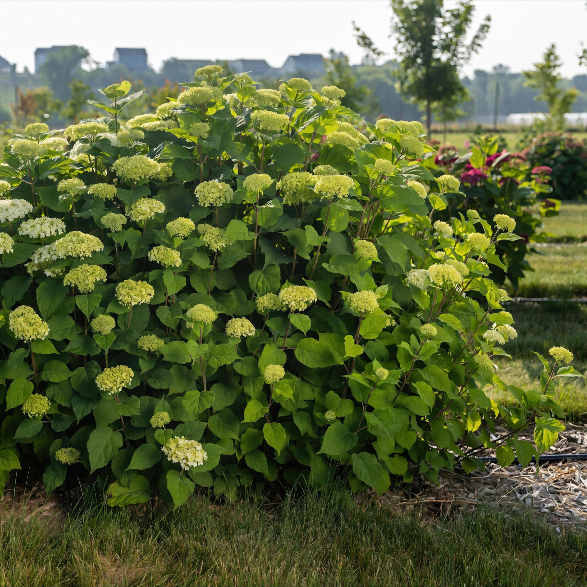 Sneeuwbalhortensia FlowerWOW wit (Hydrangea arborescens)