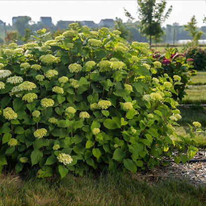Sneeuwbalhortensia FlowerWOW wit (Hydrangea arborescens)