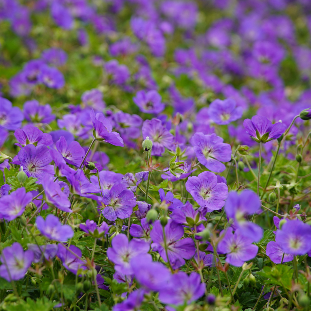 Ooievaarsbek 'Azure Rush' - set van 6 – voor tuin & terras