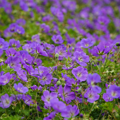 Ooievaarsbek 'Azure Rush' - set van 6 – voor tuin & terras