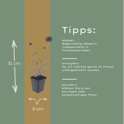 Beemdkroon (Knautia macedonica) - set van 6 – voor tuin & terras