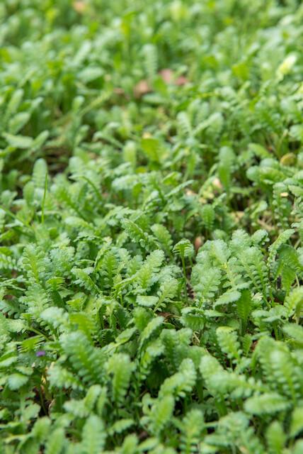 Koperknoopje (Leptinella squalida) - set van 6 – voor tuin & terras
