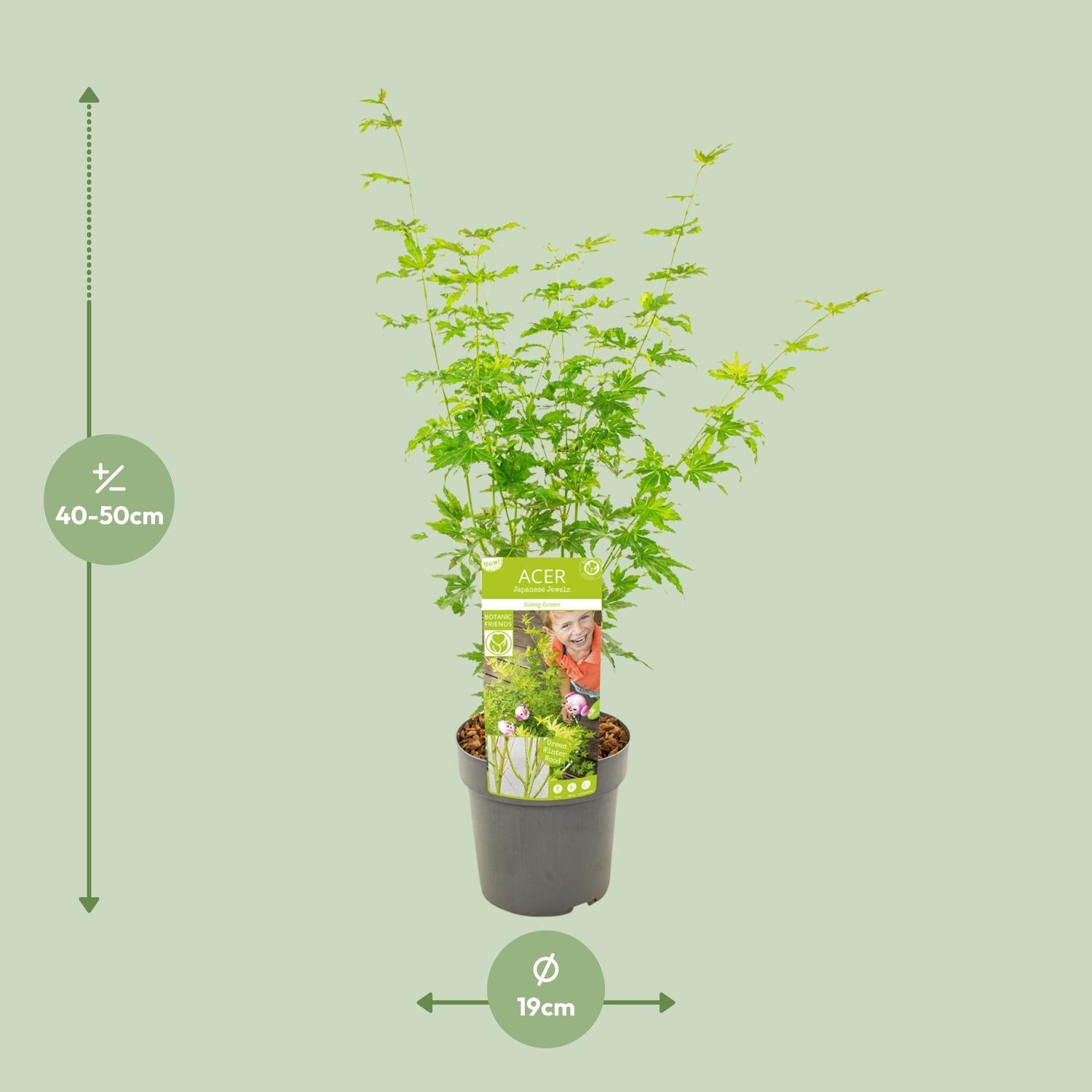 Japanse esdoorn 'Going Green' - 50 cm