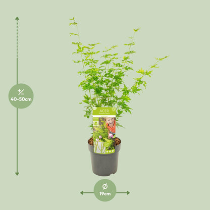 Japanse esdoorn 'Going Green' - 50 cm
