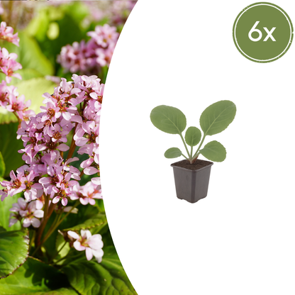Schoenlappersplant (Bergenia cordifolia) - set van 6 – voor tuin & terras