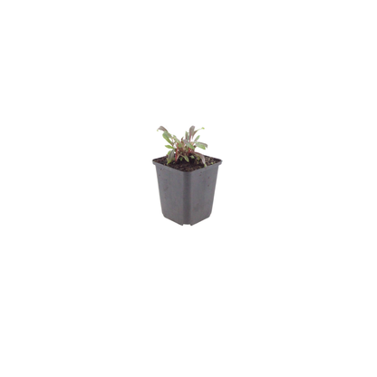 Prachtkaars 'Siskiyou Pink' (Gaura)