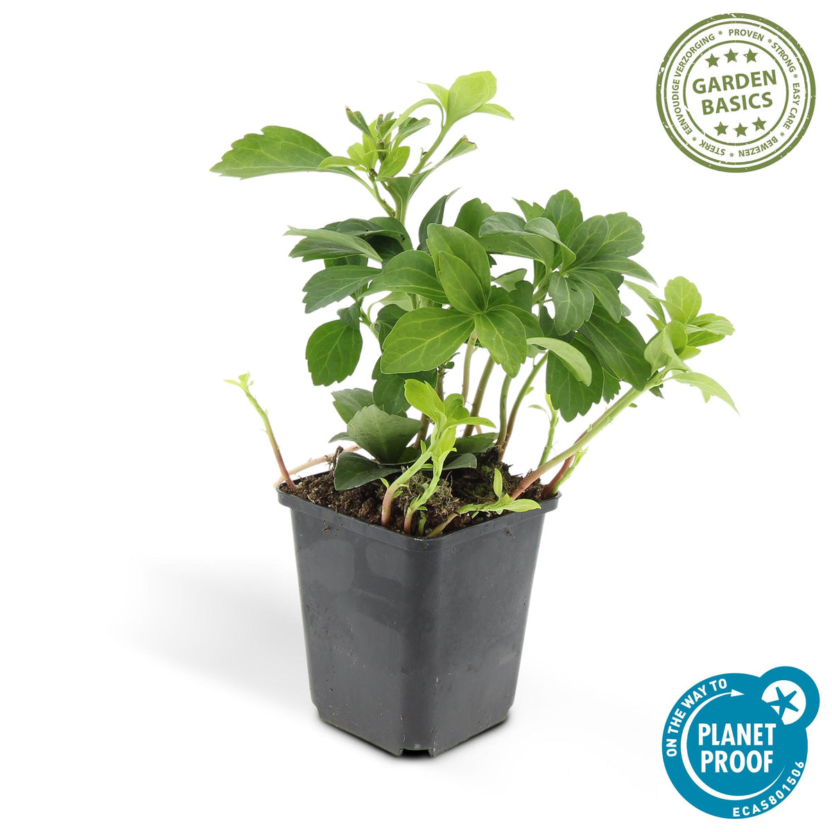 Schaduwkruid 'Green Carpet' - set van 6 – voor tuin & terras