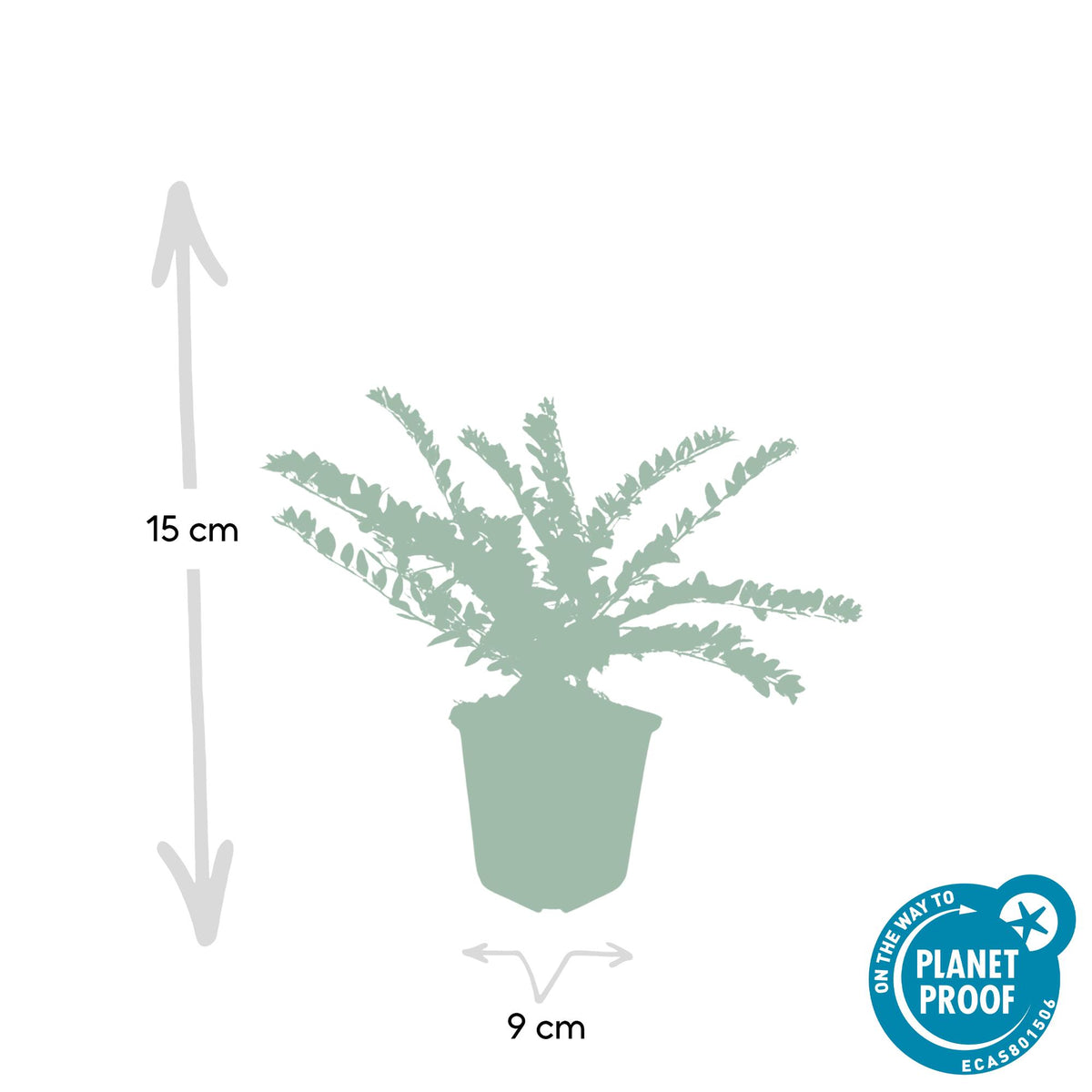 Struikkamperfoelie 'Maigrün' - set van 6 – voor tuin & terras