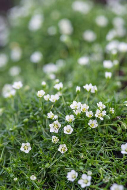 Vetmuur - set van 6 – voor tuin & terras