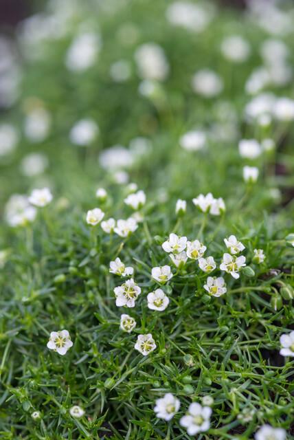 Vetmuur - set van 6 – voor tuin & terras